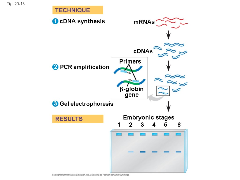 Fig. 20-13 TECHNIQUE RESULTS Gel electrophoresis cDNAs -globin gene PCR amplification Embryonic stages Primers